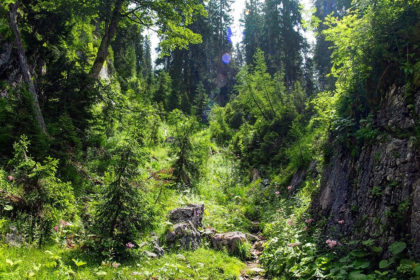 Wilderness